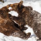 Bärenkinder, Bayerischer Wald, Feb. 2011 (Tiergehege)