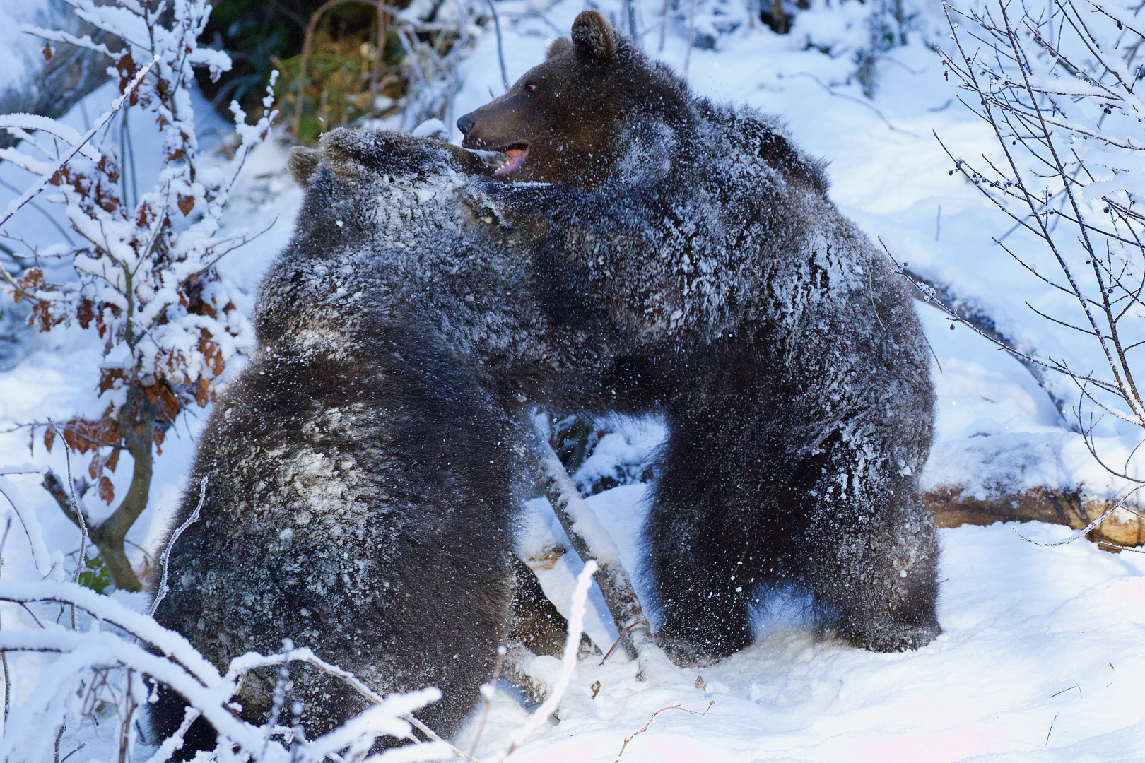 Bärenkinder im Nationalpark Bayerischer Wald