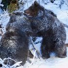 Bärenkinder im Nationalpark Bayerischer Wald