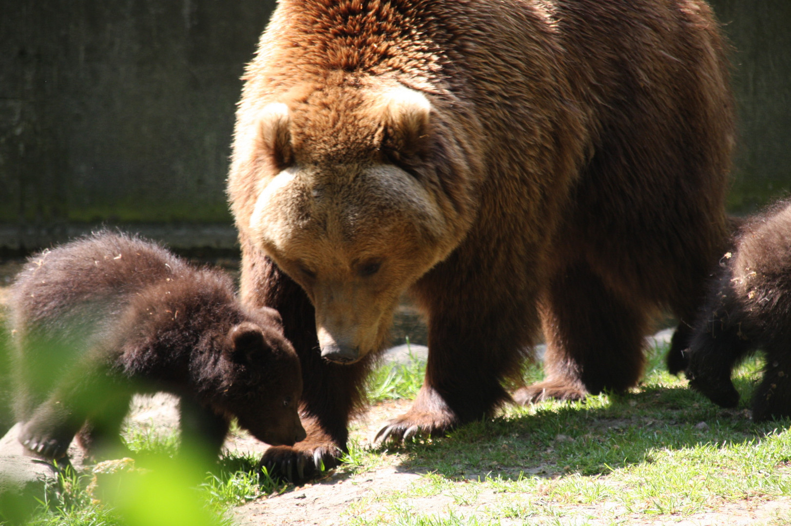 Bärenkinder mit ihrer Mutter im Hamburger Zoo