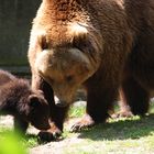 Bärenkinder mit ihrer Mutter im Hamburger Zoo