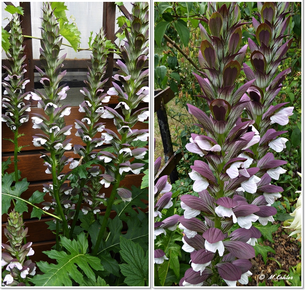 Bärenklau (Acanthus)