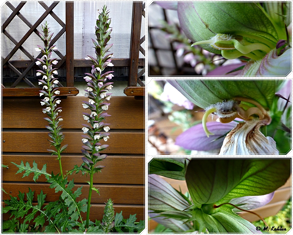 Bärenklau (Acanthus)