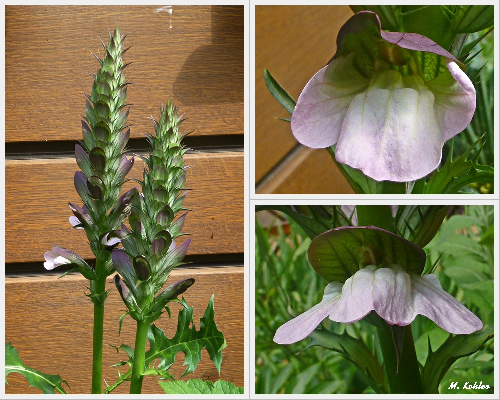 Bärenklau (Acanthus)