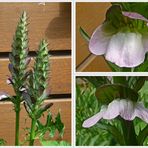 Bärenklau (Acanthus)