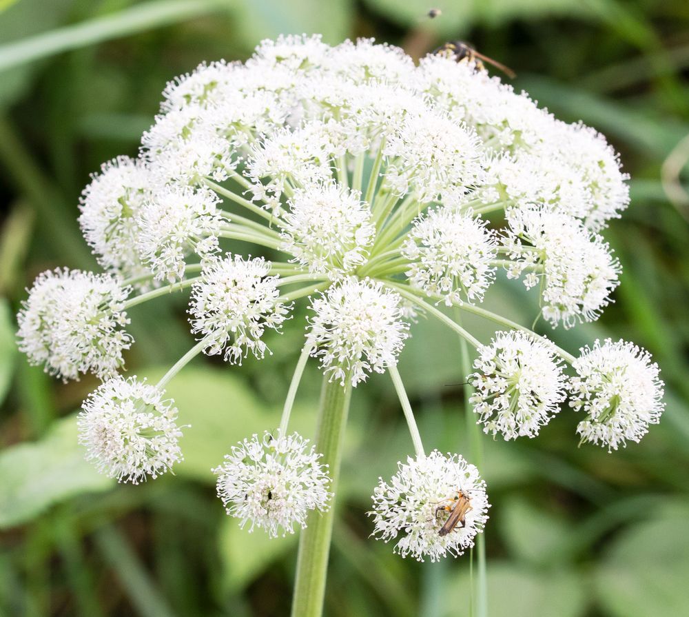 Bärenklau-Doldenblüten Foto & Bild | natur, pflanzen, motive Bilder auf ...