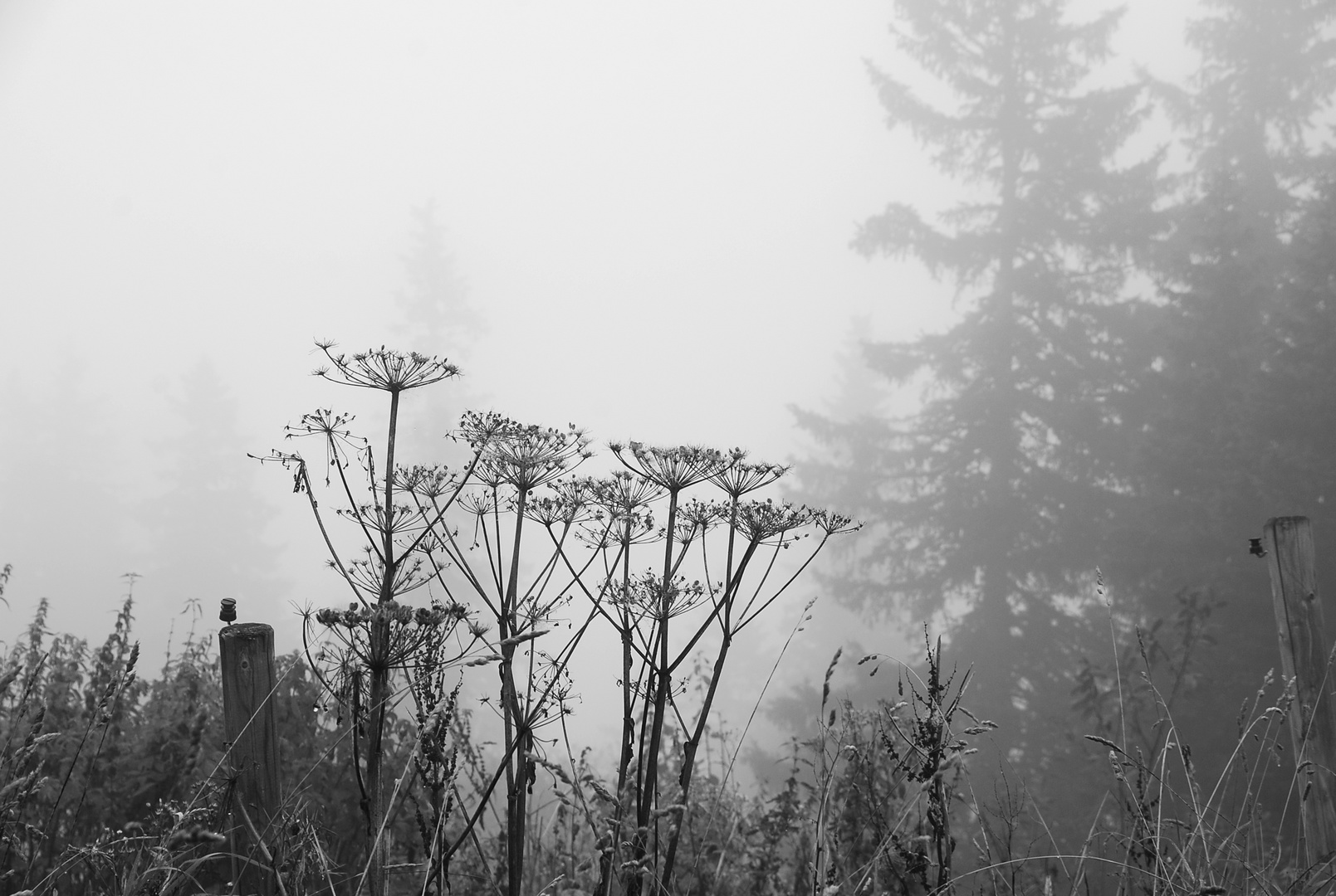 Bärenklau im Wallberger Nebel