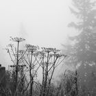 Bärenklau im Wallberger Nebel