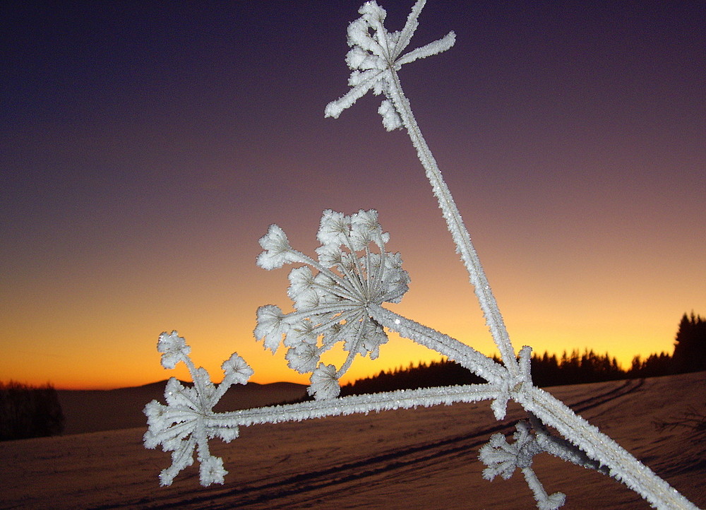 Bärenklau im Winterschmuck