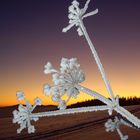 Bärenklau im Winterschmuck