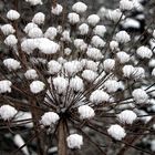 Bärenklau mit Schneefüllung