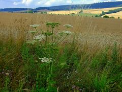 -Bärenklau-oder Wiesenkerbel-