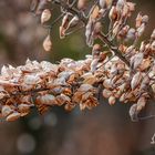 Bärenklau-Silberkerze (?) nach dem Winter. 