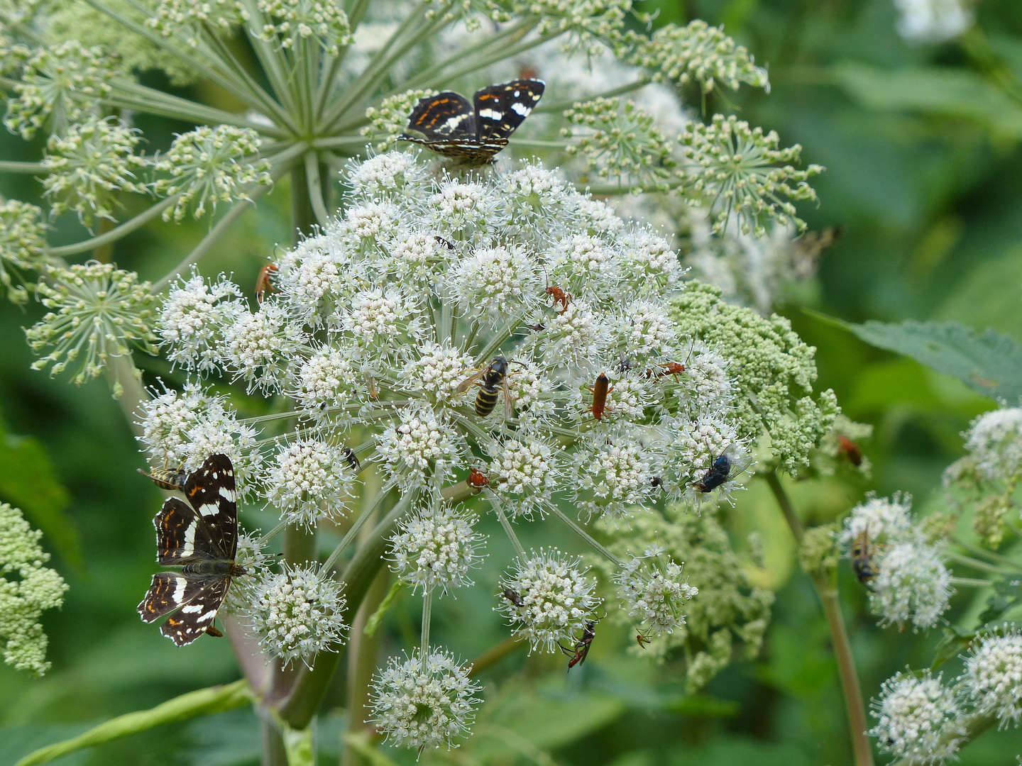 Bärenklaublüte mit Insekten