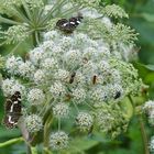 Bärenklaublüte mit Insekten