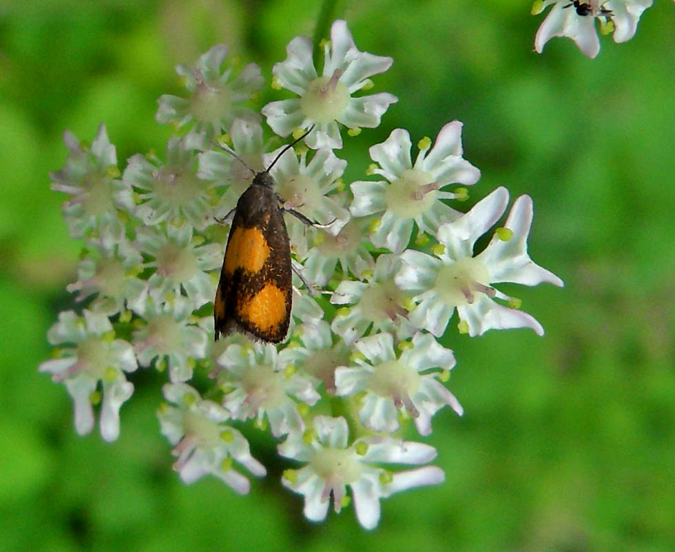 Bärenklauwickler Pammene aurana