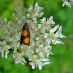 Bärenklauwickler Pammene aurana