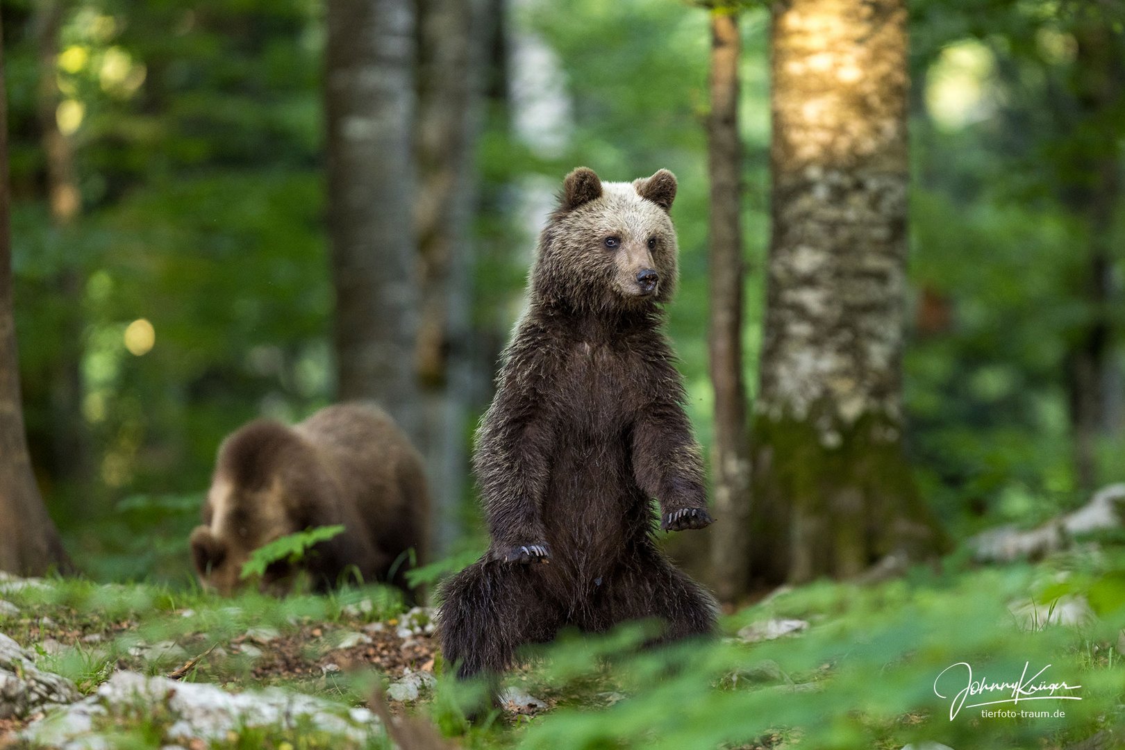 Bärenkumpels