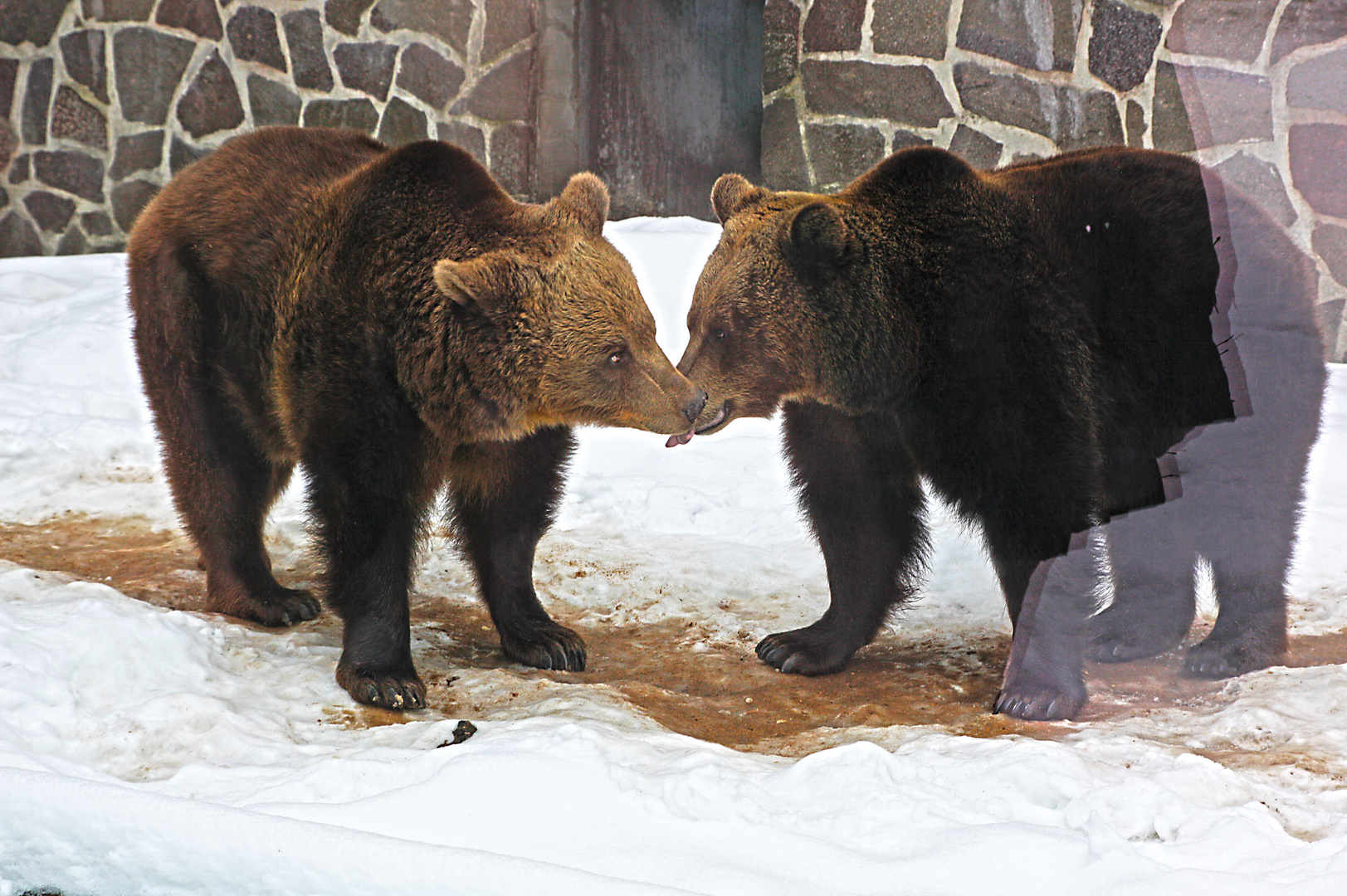 Bärenkuss