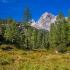 Bärenland oder Beerenland?