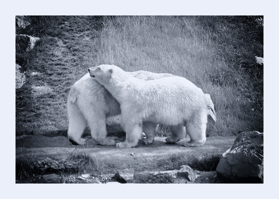 Bärenliebe