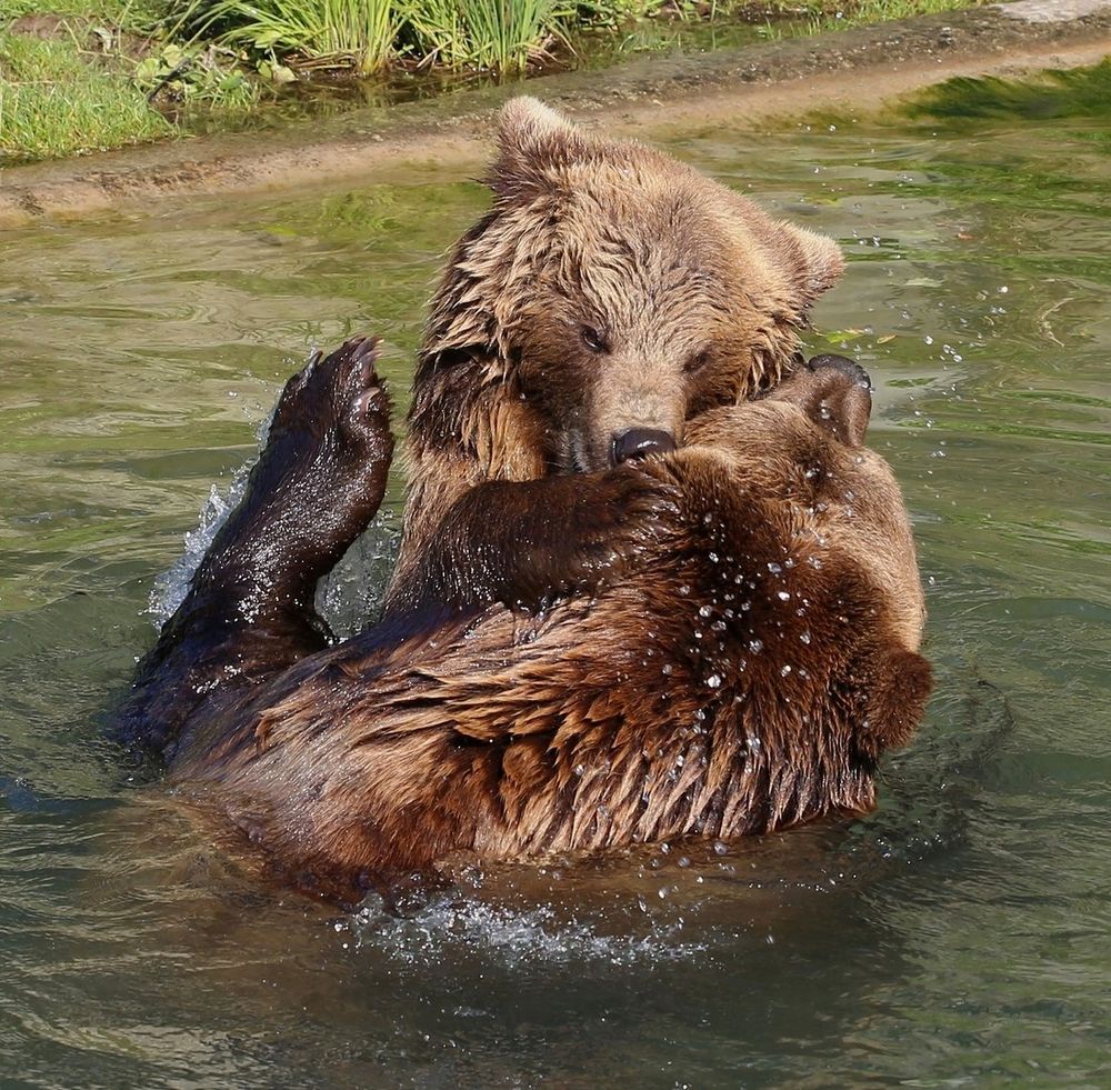 Bärenliebe