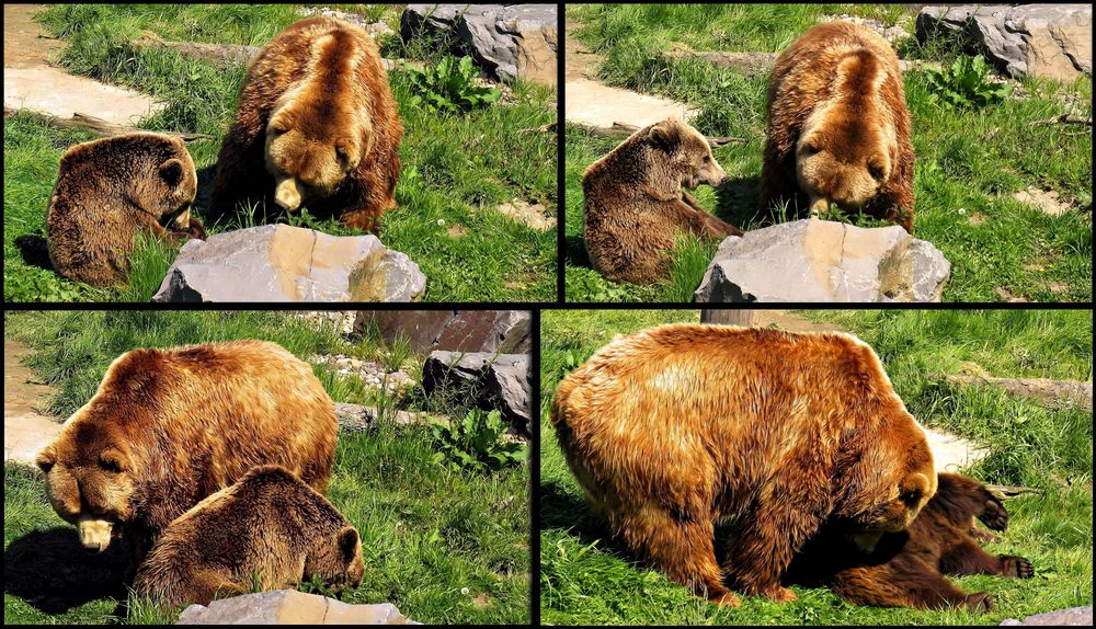 Bärenliebe!