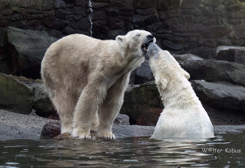 Bärenliebe