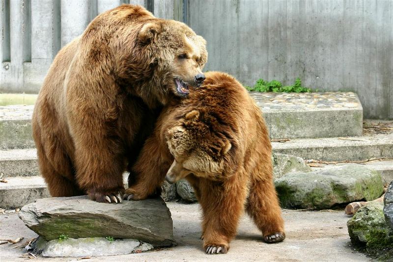 Bärenmachtkampf
