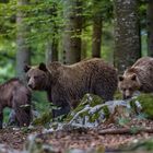 Bärenmama mit ihrem Nachwuchs