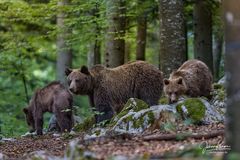 Bärenmama mit ihrem Nachwuchs