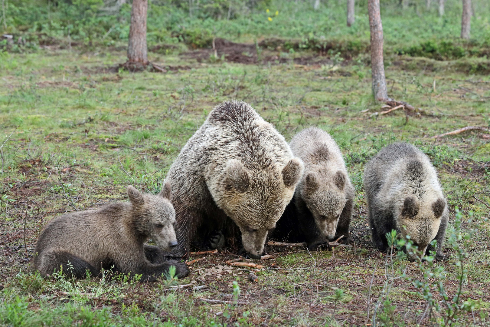 Bärenmutter mit 3 jungen Bären