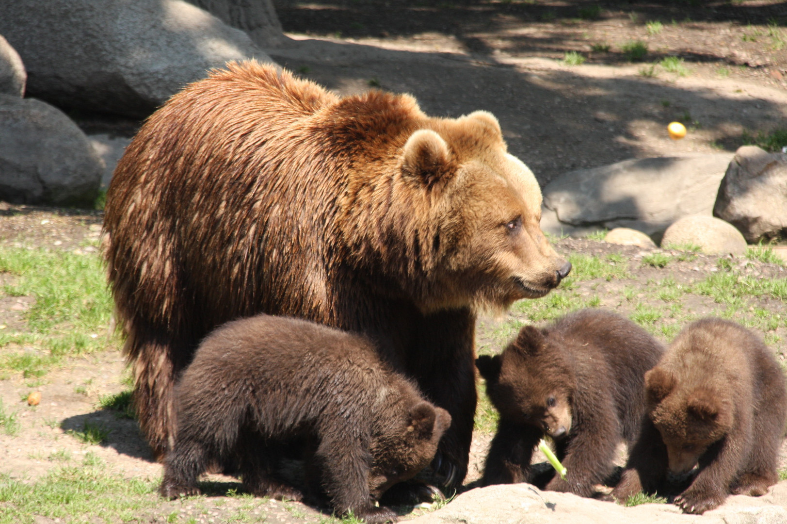 Bärenmutter mit Jungen im Hamburger Zoo