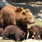 Bärenmutter mit Jungen im Hamburger Zoo