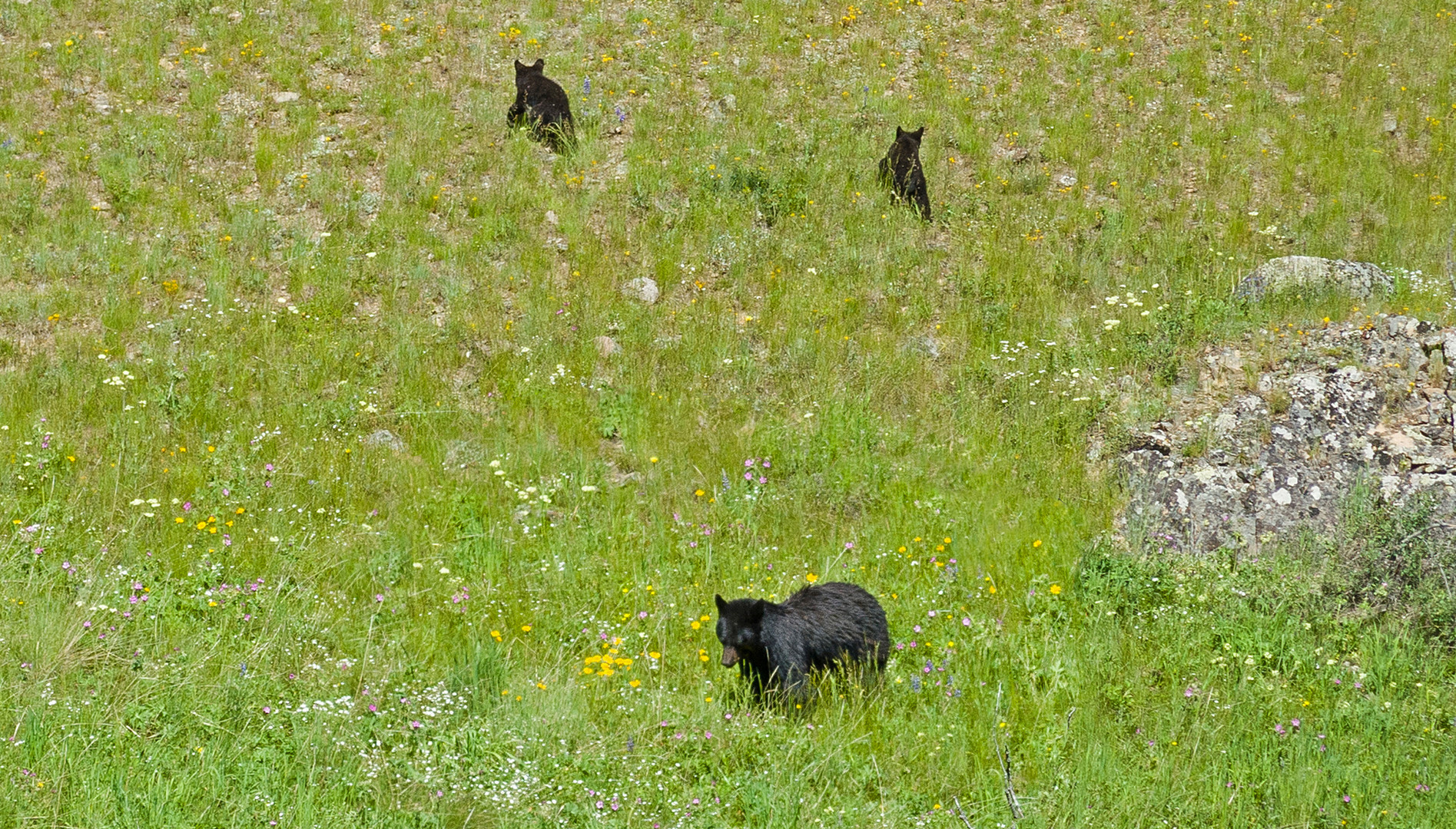 Bärenmutter mit Jungtieren