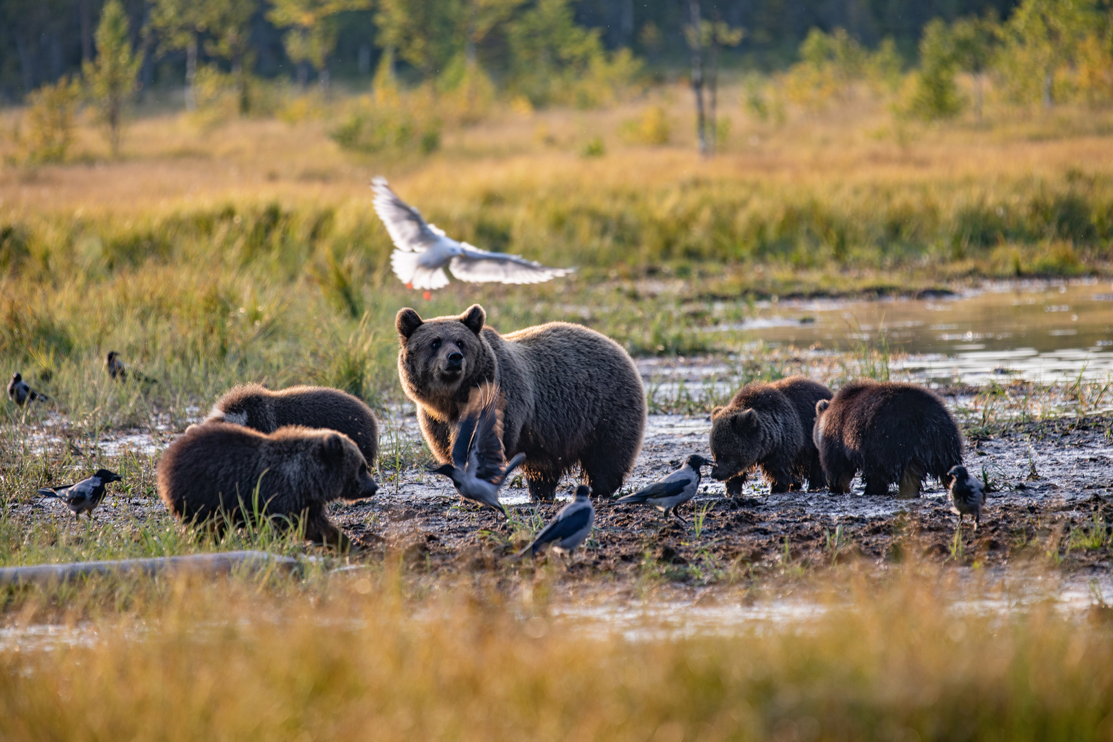 Bärenmutter mit vier Jungen