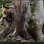 Bärennachwuchs im Tierfreigehege Neuschönau. 1