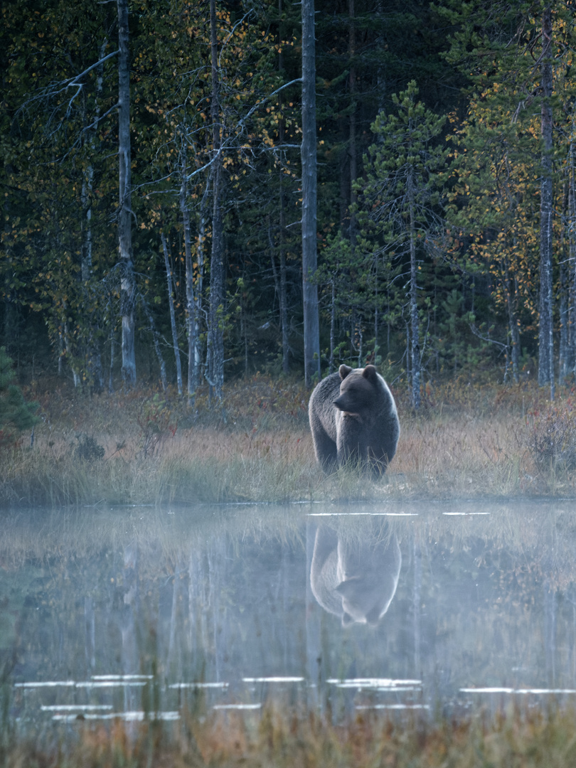 Bärennebel