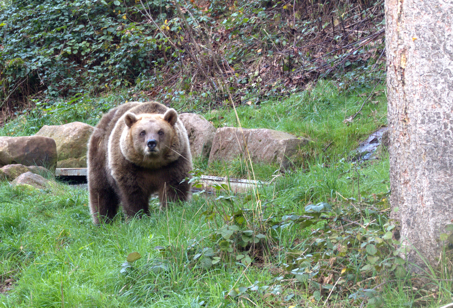 Bärenpark