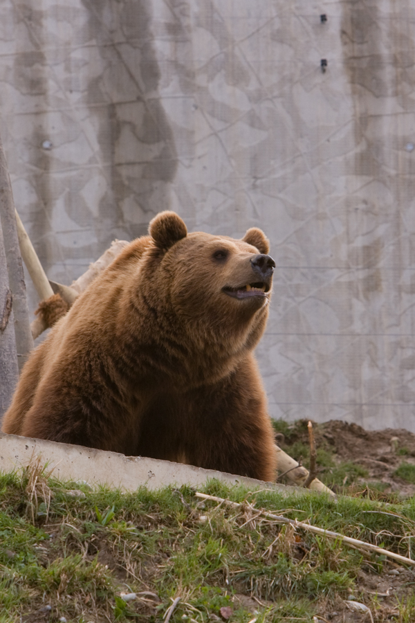 Bärenpark Bern 4