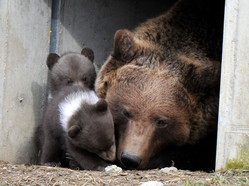 Bärenpark Bern