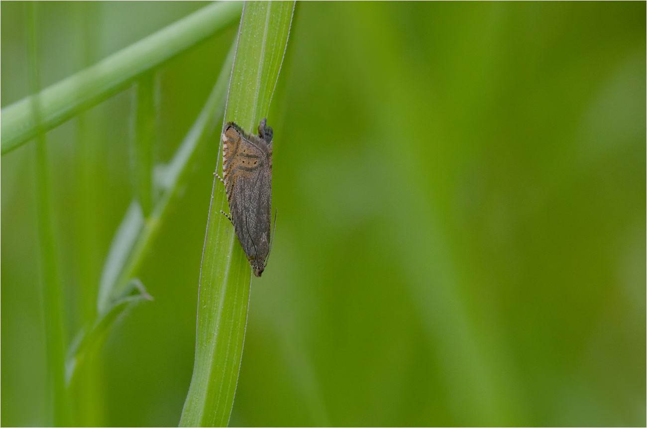 Bärenschotenwickler (Grapholita gemmiferana)