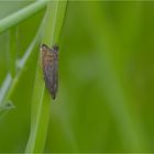 Bärenschotenwickler (Grapholita gemmiferana)