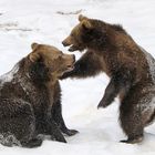 Bärenschwestern
