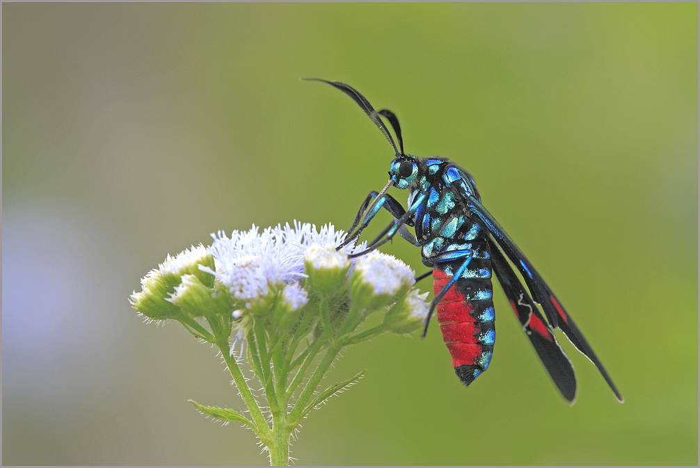 Bärenspinner ( Belemnia inaurata )