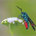 Bärenspinner ( Belemnia inaurata )