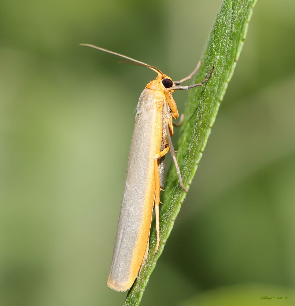 Bärenspinner-Laubholz-Flechtenbär-Eilema lurideola