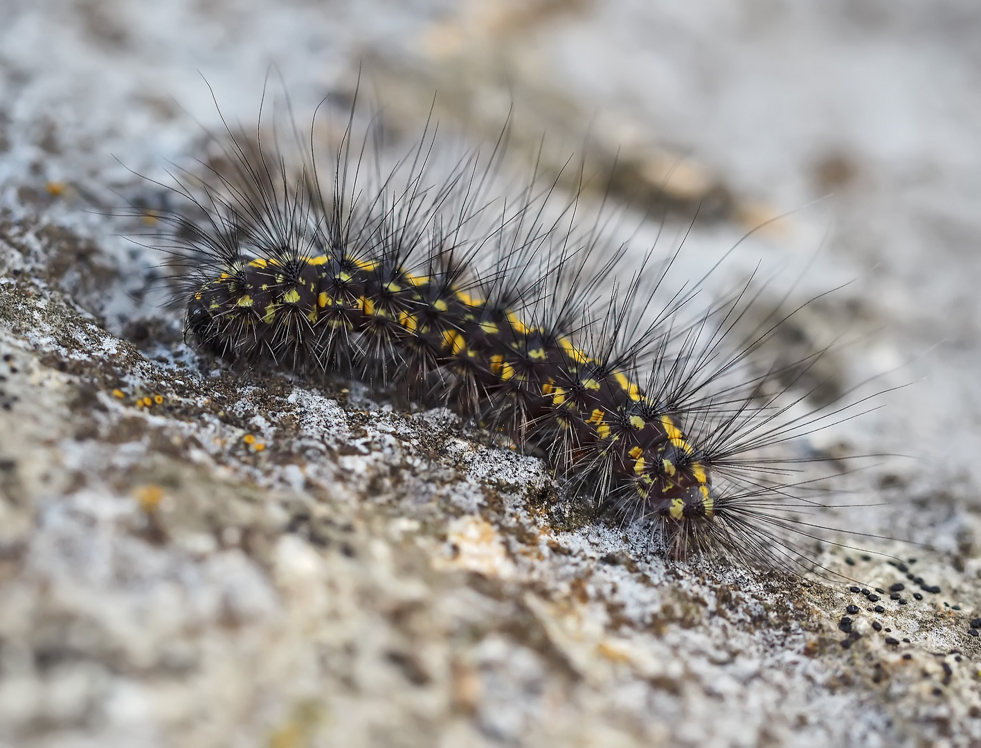 Bärenspinnerraupe, Flechtenbär?