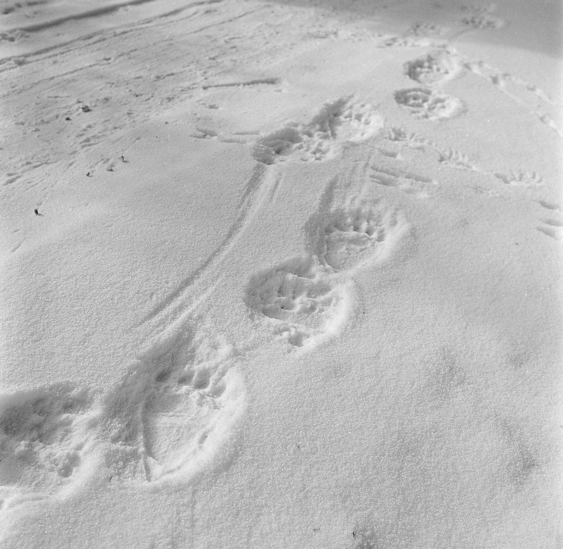 Bärenspuren im Neuschnee