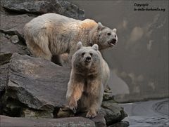 Bärenstark